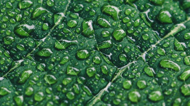 Dew on a leaf