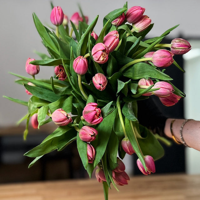 Tulip Trip