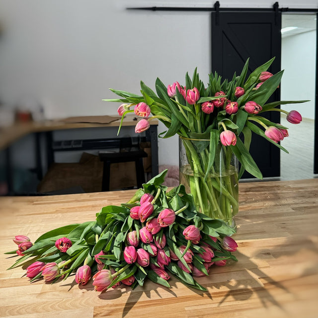 Tulip Trip