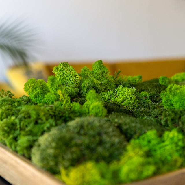 Everlasting Moss Picture 12x16