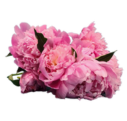 Pink peonies bouquet