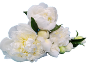 White peonies bouquet
