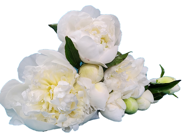 White peonies bouquet