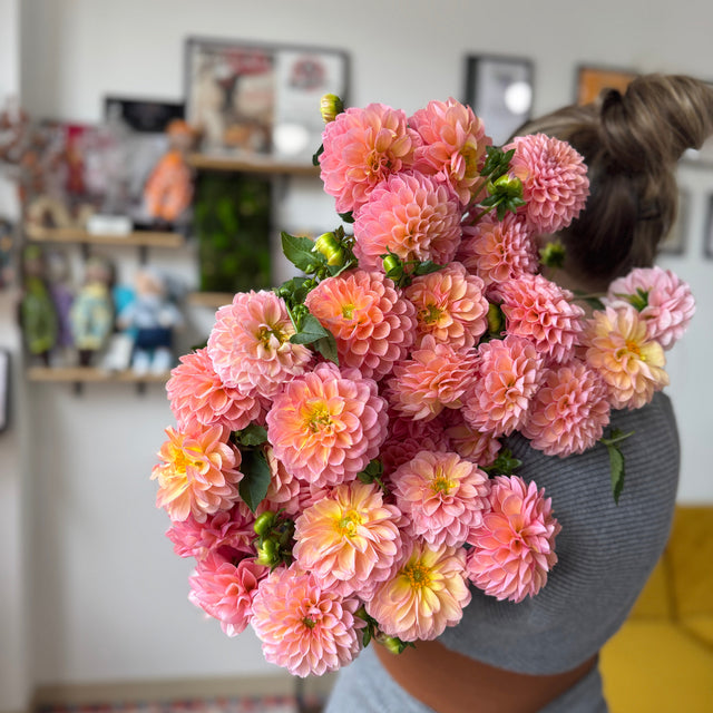 Fresh seasonal dahlias in a designer bouquet.