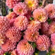 Close-up of colorful dahlias arranged in a floral bouquet