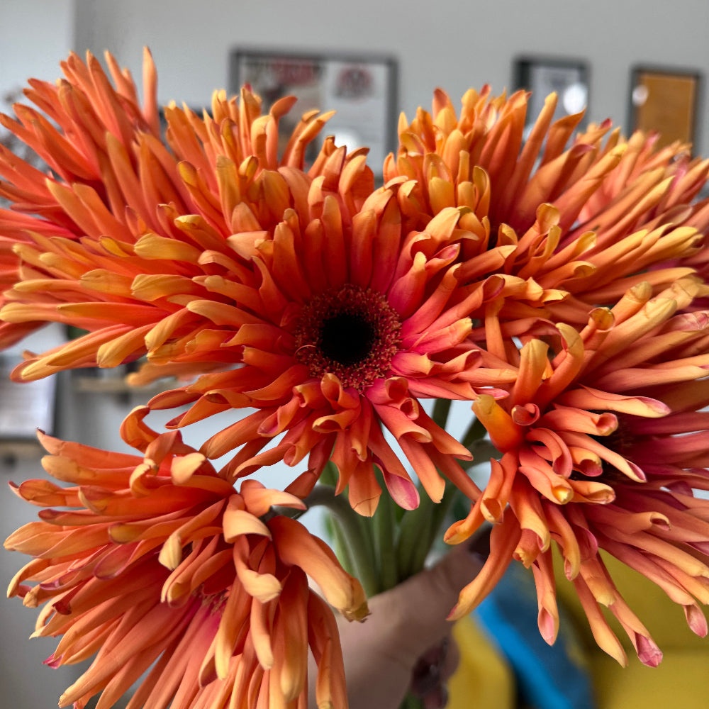 Close up of gerbera flower