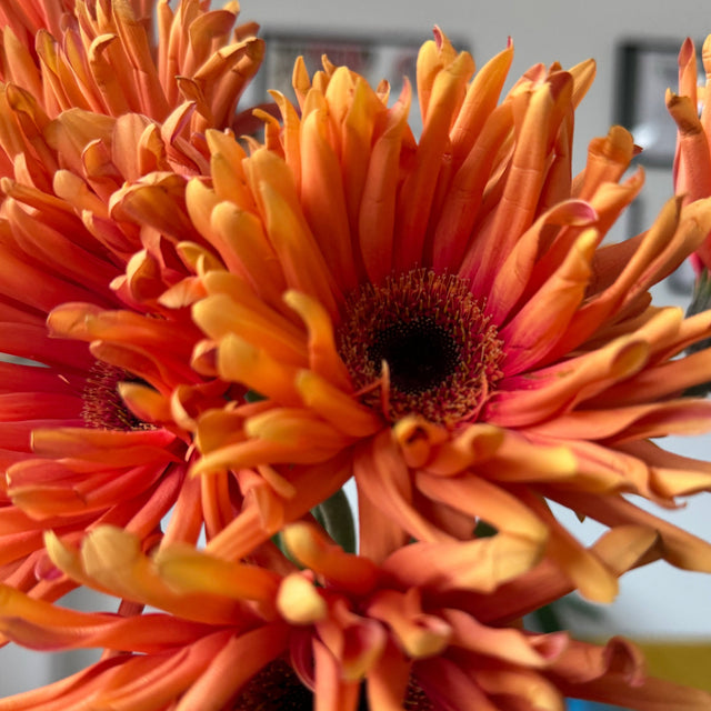 gerberas in orange color