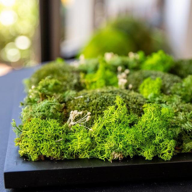 Everlasting Moss Picture 8x14