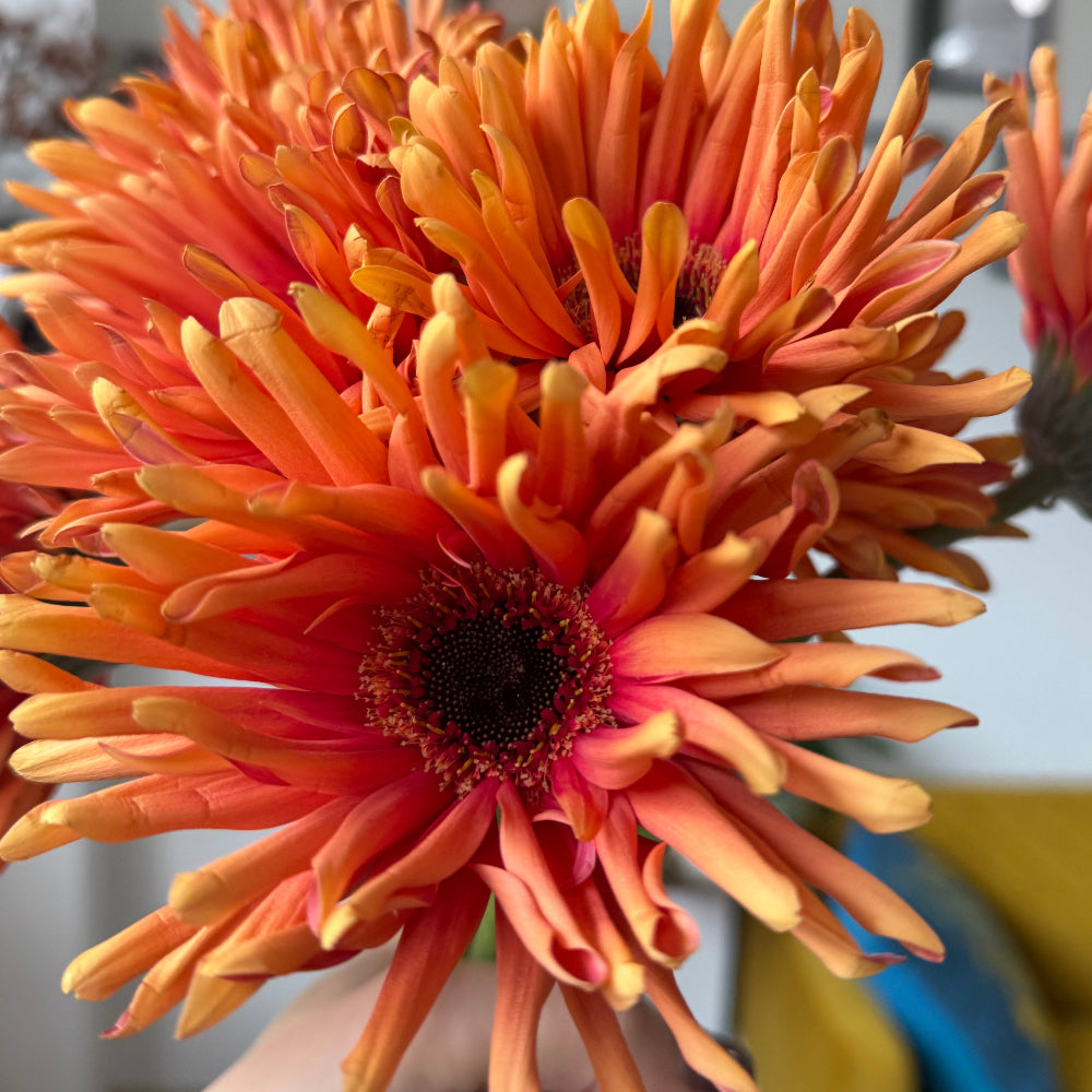 Orange gerbera with spiky petals 