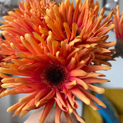 Orange gerbera with spiky petals 