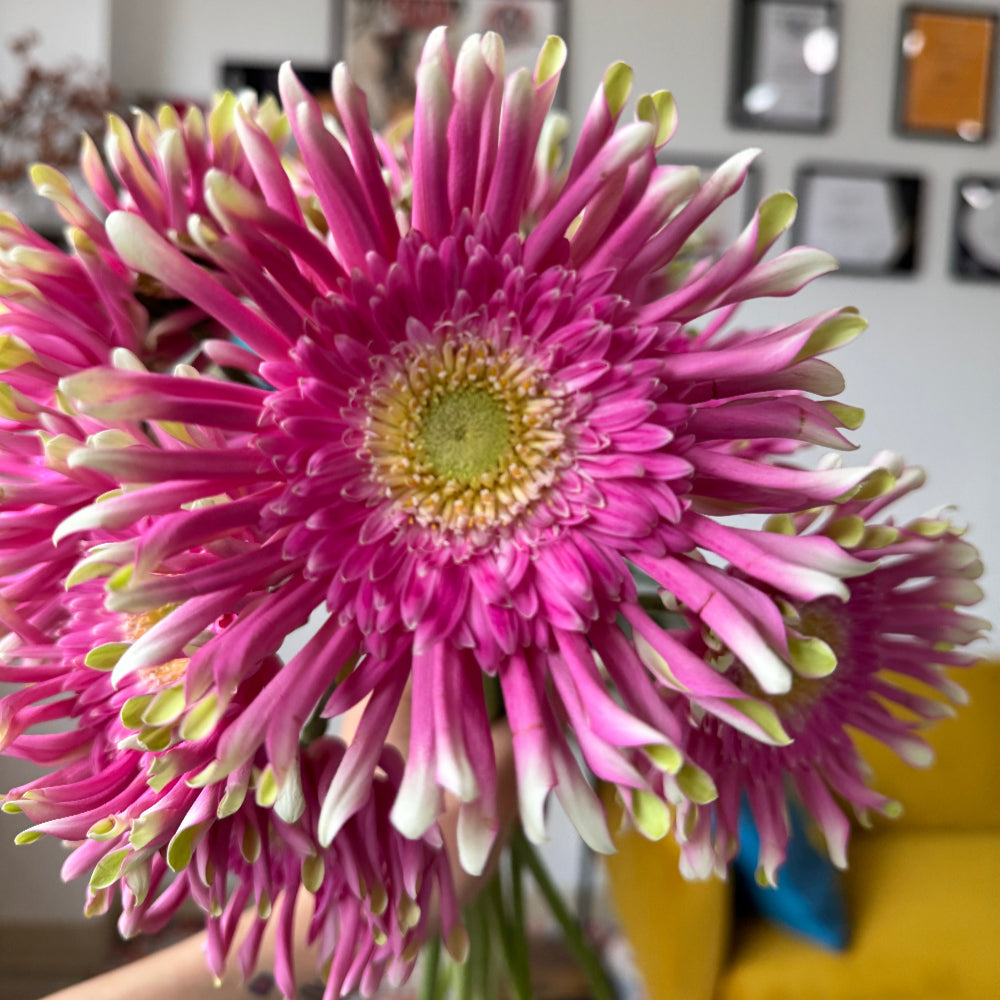 Pink gerbera in bunch