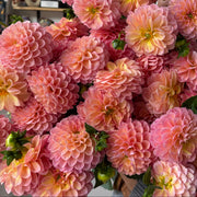 Beautiful seasonal dahlia flowers in full bloom