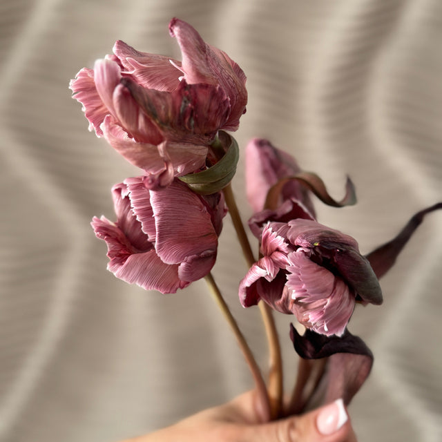Pink tulips held by a hand against a beige background