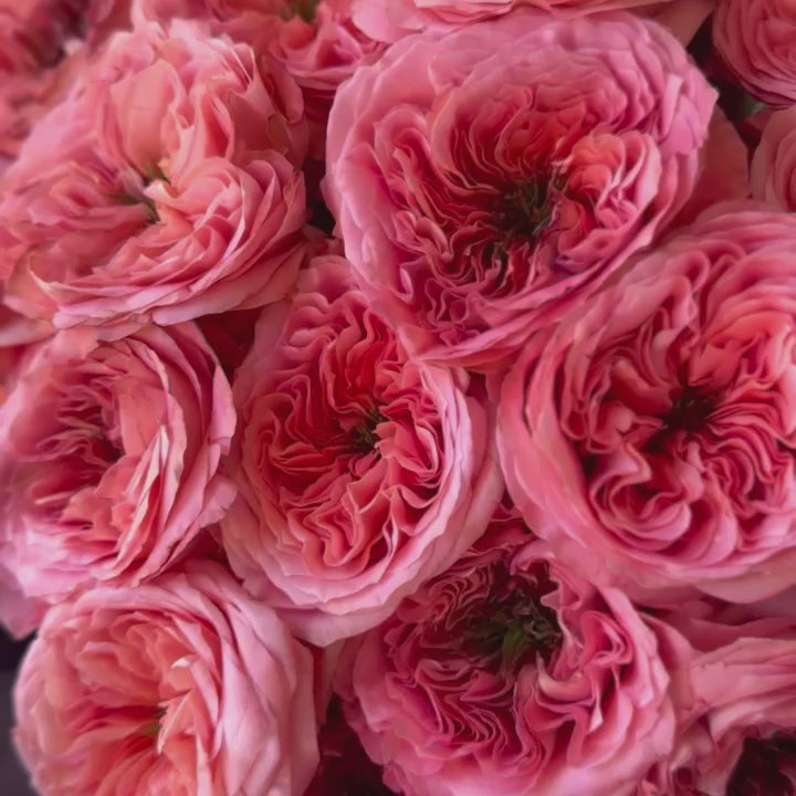 Video of a florist showcasing a stunning bouquet of coral roses, emphasizing the large, fluffy rose's heads and dark green centers, elegantly wrapped in brown tissue and kraft paper.