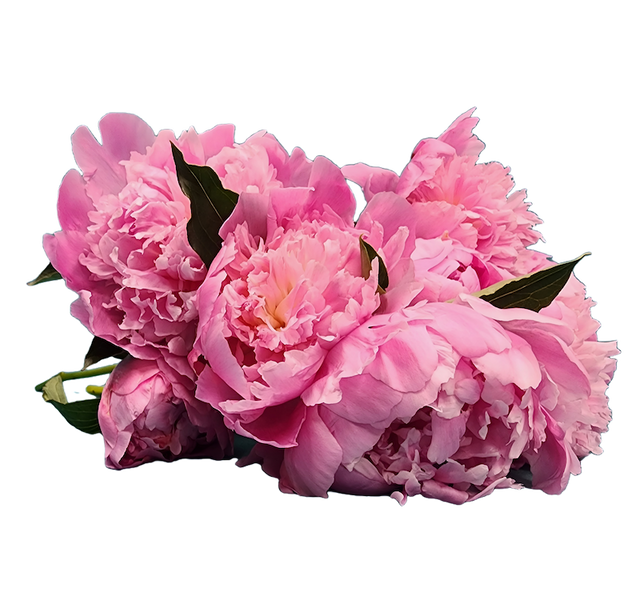 Pink peonies bouquet