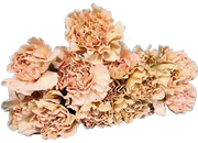 Caramel carnations bouquet